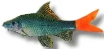 Näsets Ciklidhobby Labeo bicolor akvariefisk 5,5–7 cm rödstjärt