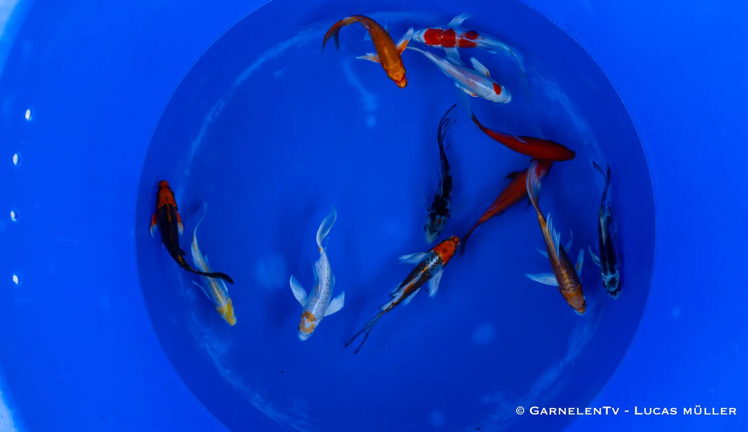 Garnelen TV Koi Butterfly Cyprinus carpio 15-18 cm