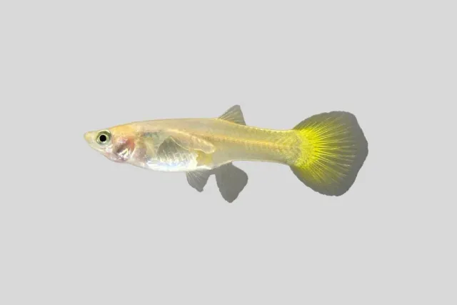 Poecilia reticulata yellow hona guppy 3–4 cm