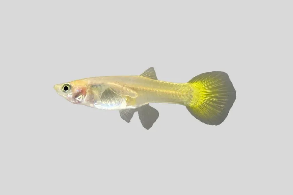 Poecilia reticulata yellow hona guppy 3–4 cm