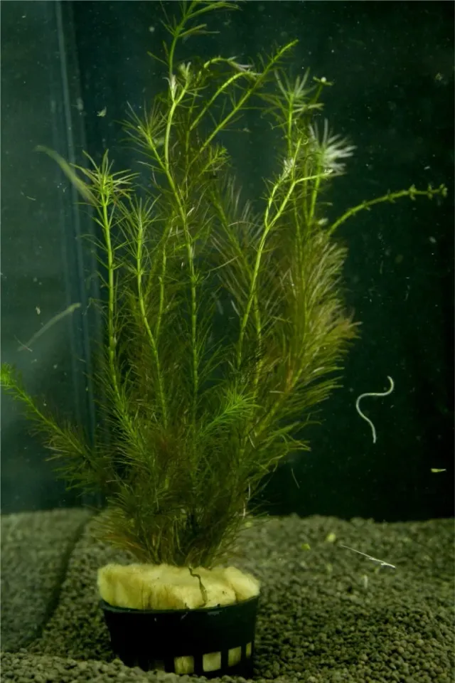 Näsets Ciklidhobby Rotala Wallichii akvarieväxt Advanced
