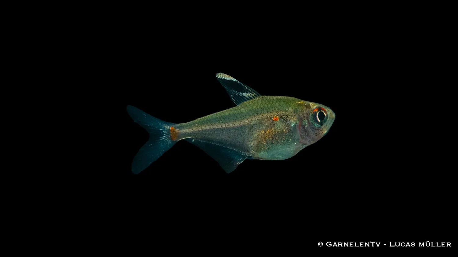 Garnelen TV Hyphessobrycon erythrostigma tetra 5 cm