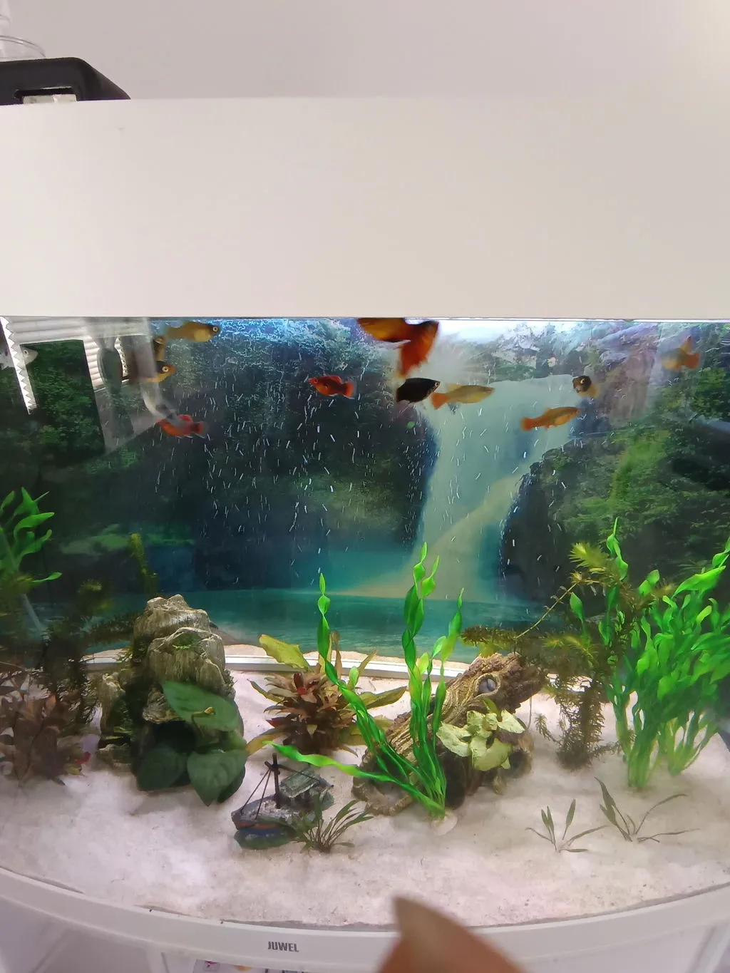 Garnelen TV Papageienplaty Xiphophorus variatus högfena