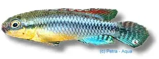 Näsets Ciklidhobby Nanochromis dimidiatus ciklid 3-4 cm botten