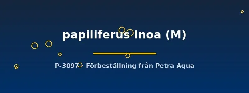 Näsets Ciklidhobby Nematolebias papiliferus Inoa M killifisk årsfisk
