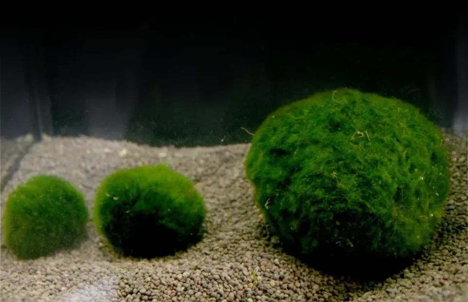 Näsets Ciklidhobby Cladophora aegagrophila mossboll 3–5 cm