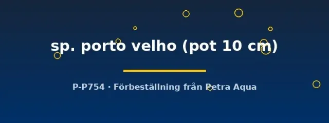 Näsets Ciklidhobby Staurogyne porto velho växt 10 cm kruka