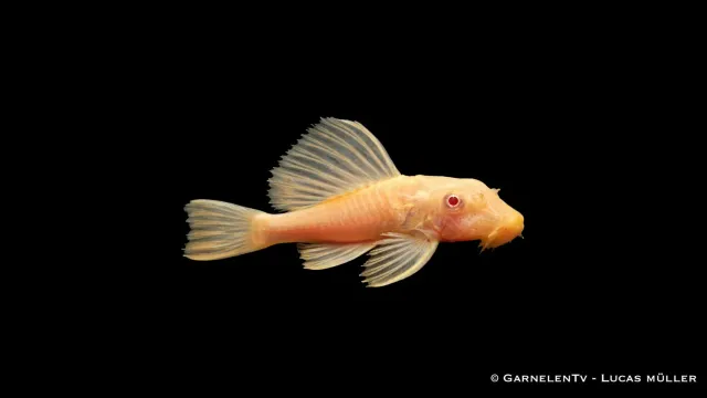 Garnelen TV L165 Glyptoperichthys gibbiceps mal albino