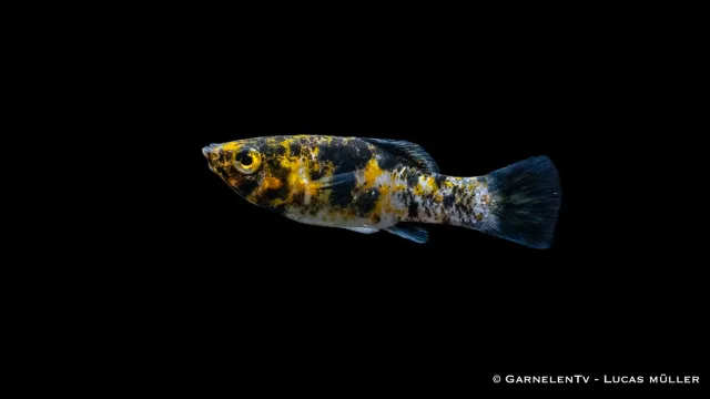 Garnelen TV Molly Leopard Poecilia latipinna akvariefisk
