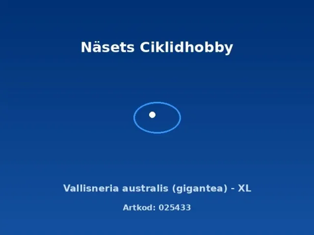 Näsets Vallisneria australis akvarieväxt XL hög