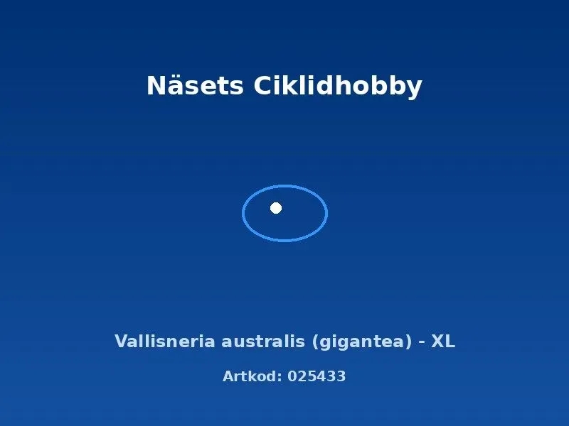 Näsets Vallisneria australis akvarieväxt XL hög