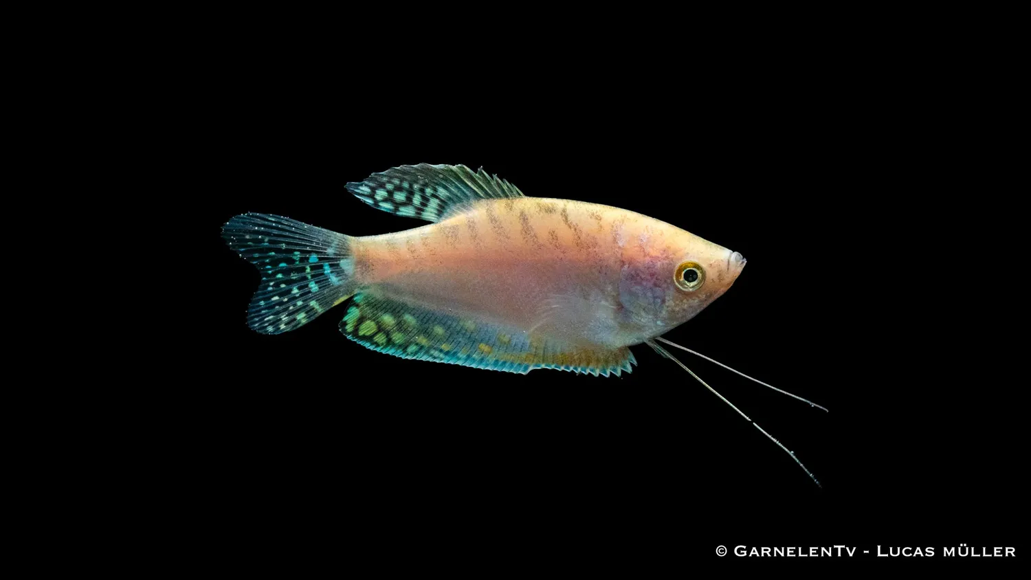 Garnelen TV Prickig Opal Trichogaster trichopterus trådgurami
