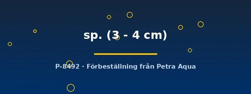 Näsets Ciklidhobby L136 Hypancistrus mal 3–4 cm grottlekare