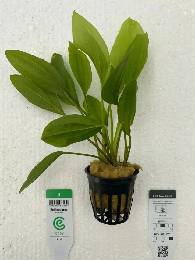 Echinodorus subulatus Easy6 akvarieväxt 1 st lättskött