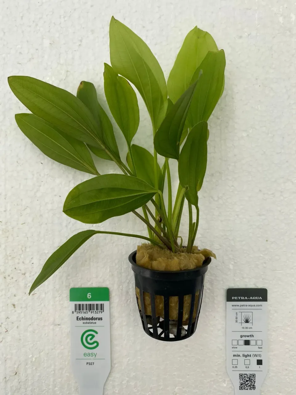 Echinodorus subulatus Easy6 akvarieväxt 1 st lättskött