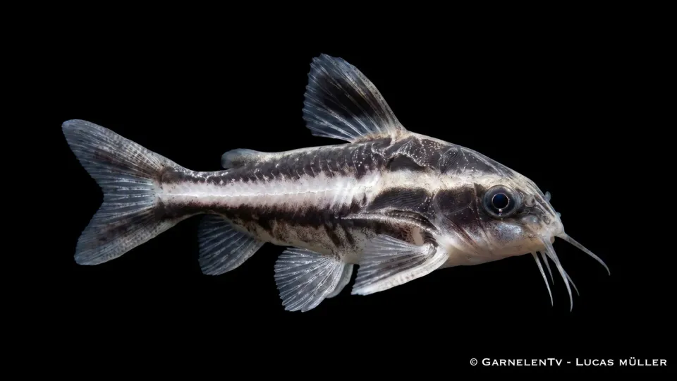 Garnelen TV Platydoras costatus strimmig tornmal nattaktiv bottenfisk