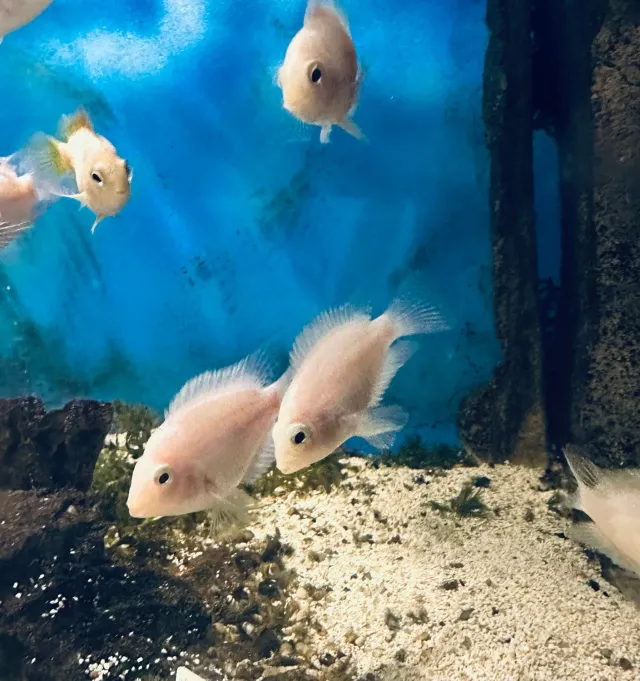 Näsets Ciklidhobby Zebraciklid Papegojciklid White/Albino ciklid 120l