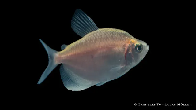 Garnelen TV Gymnocorymbus ternetzi akvariefisk guld stim