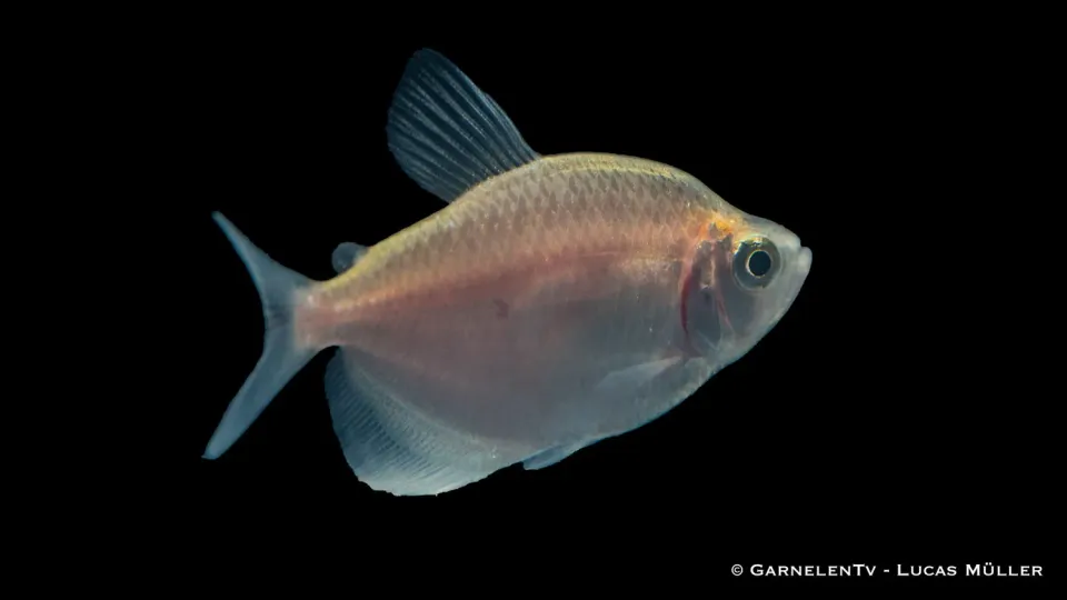 Garnelen TV Gymnocorymbus ternetzi akvariefisk guld stim