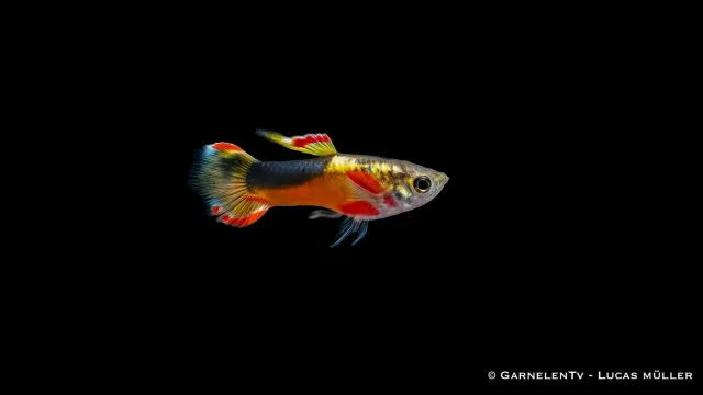 Garnelen TV Endler Red Chest Saddleback guppy hane