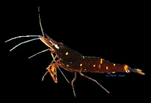Näsets Ciklidhobby Caridina Yellow Cheek Celebes räka 1–1,5 cm