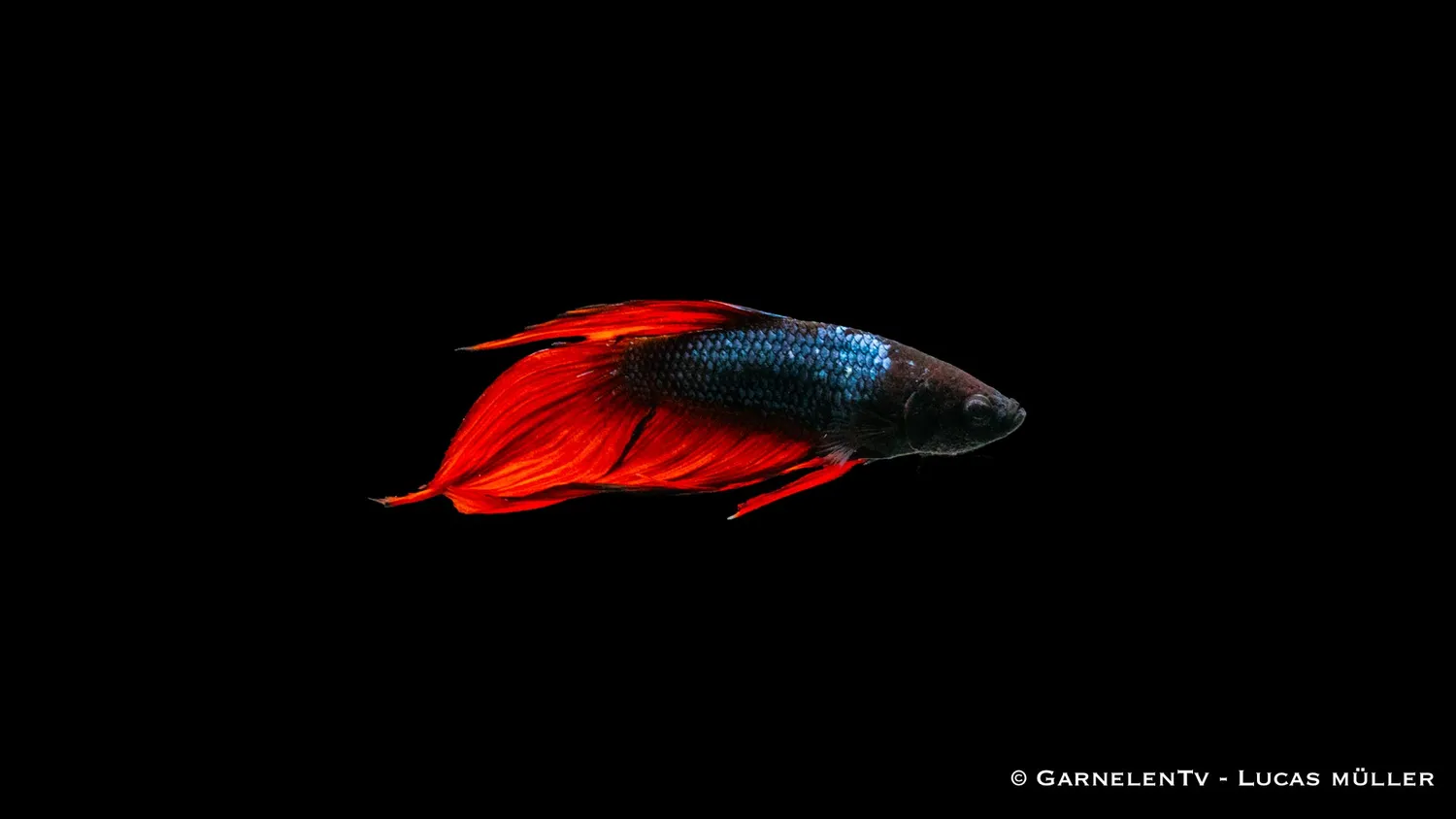 Garnelen TV Dragon Metallic kampfisk hane metallic