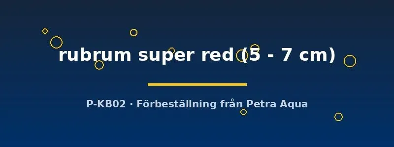Näsets Hainanpotamon rubrum krabba super red 5–7 cm
