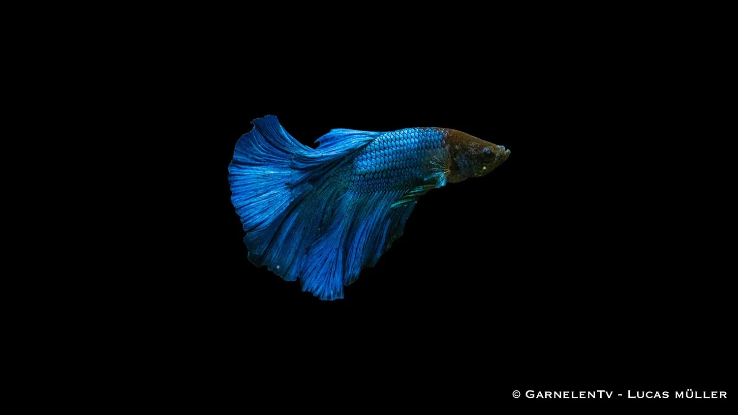 Garnelen TV Betta Super-Delta kampfisk hane territorial