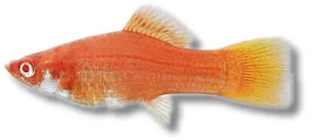 Näsets Ciklidhobby Xiphophorus helleri svärdbärare Wien 4–5 cm