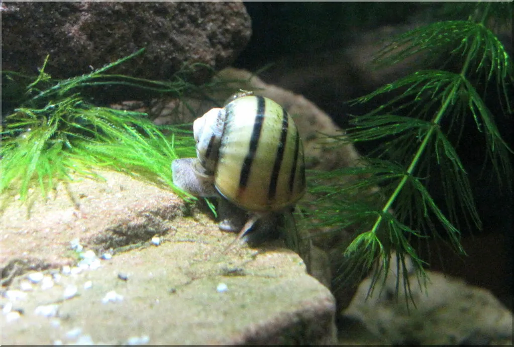 Garnelen TV Zebra äppelsnäcka Asolene spixi 3-4 cm