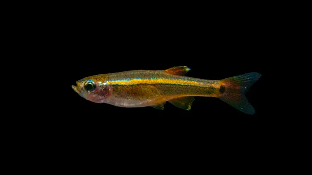Garnelen TV Tanichthys albonubes akvariefisk kardinal