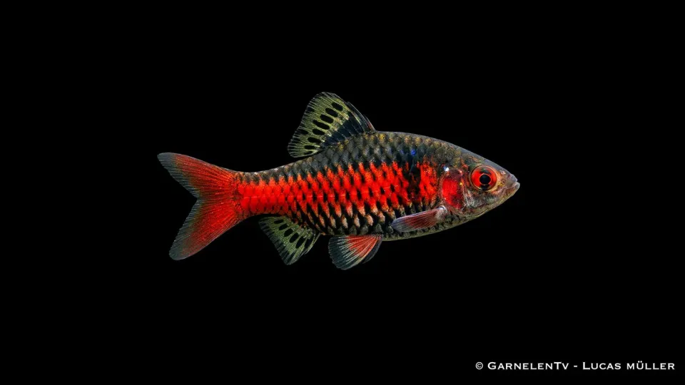 Garnelen TV Odessabarb Puntius padamya stimfisk