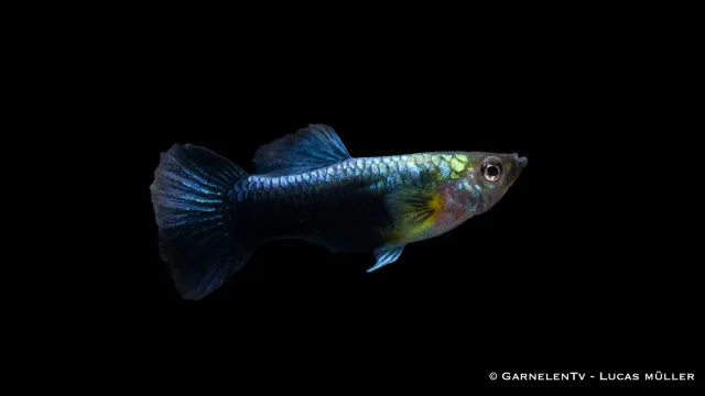 Garnelen TV Blue Neon endlers guppyhane akvariefisk blå