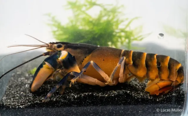 Garnelen TV Green Hornet flodkräfta Cherax 100L