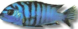 Näsets Ciklidhobby Labidochromis Lundu Blue malawiciklid 5–6 cm