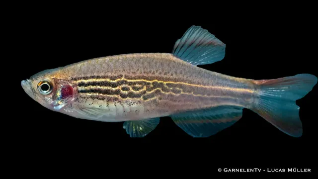 Garnelen TV Kyathitbärbling Danio kyathit stimfisk 1 st