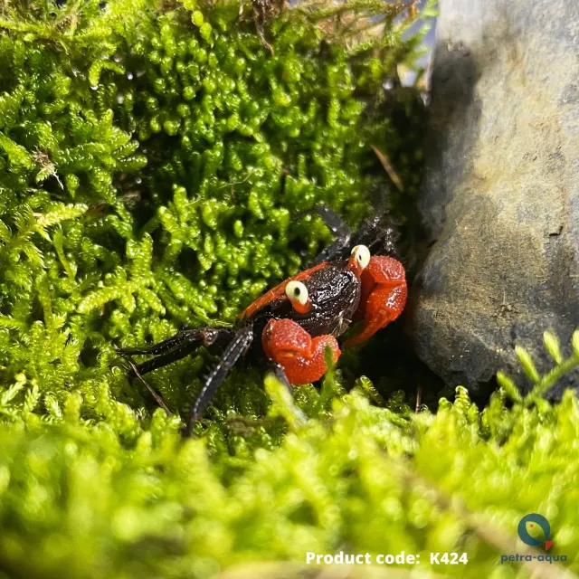 Näsets Ciklidhobby Red Devil 4 cm krabba paludarium