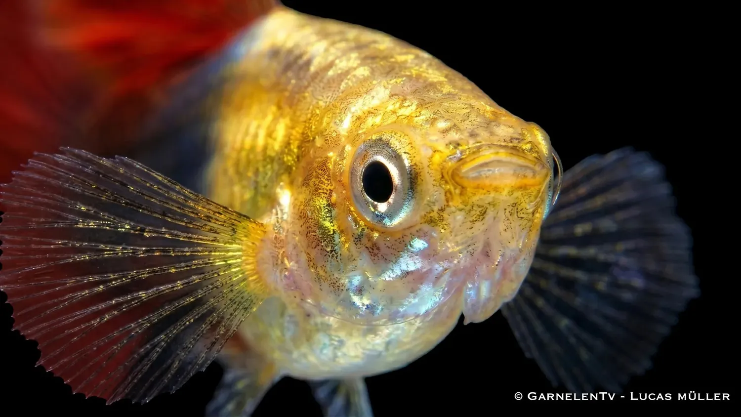Garnelen TV guppy Red Gold Tuxedo Poecilia akvariefisk hane