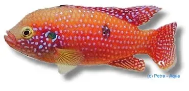 Näsets Ciklidhobby Hemichromis guttatus ciklid 5–7 cm