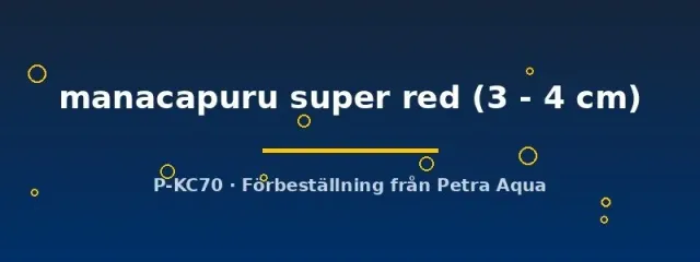 Näsets Ciklidhobby Manacapuru super red skalare 3–4 cm