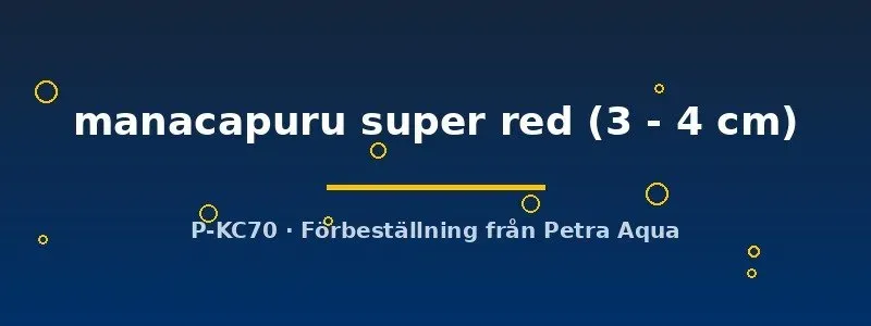 Näsets Ciklidhobby Manacapuru super red skalare 3–4 cm