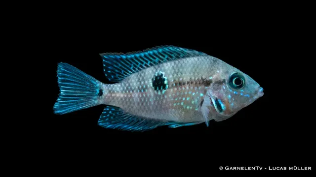 Garnelen TV Eldmunsciklid Thorichthys meeki akvariefisk