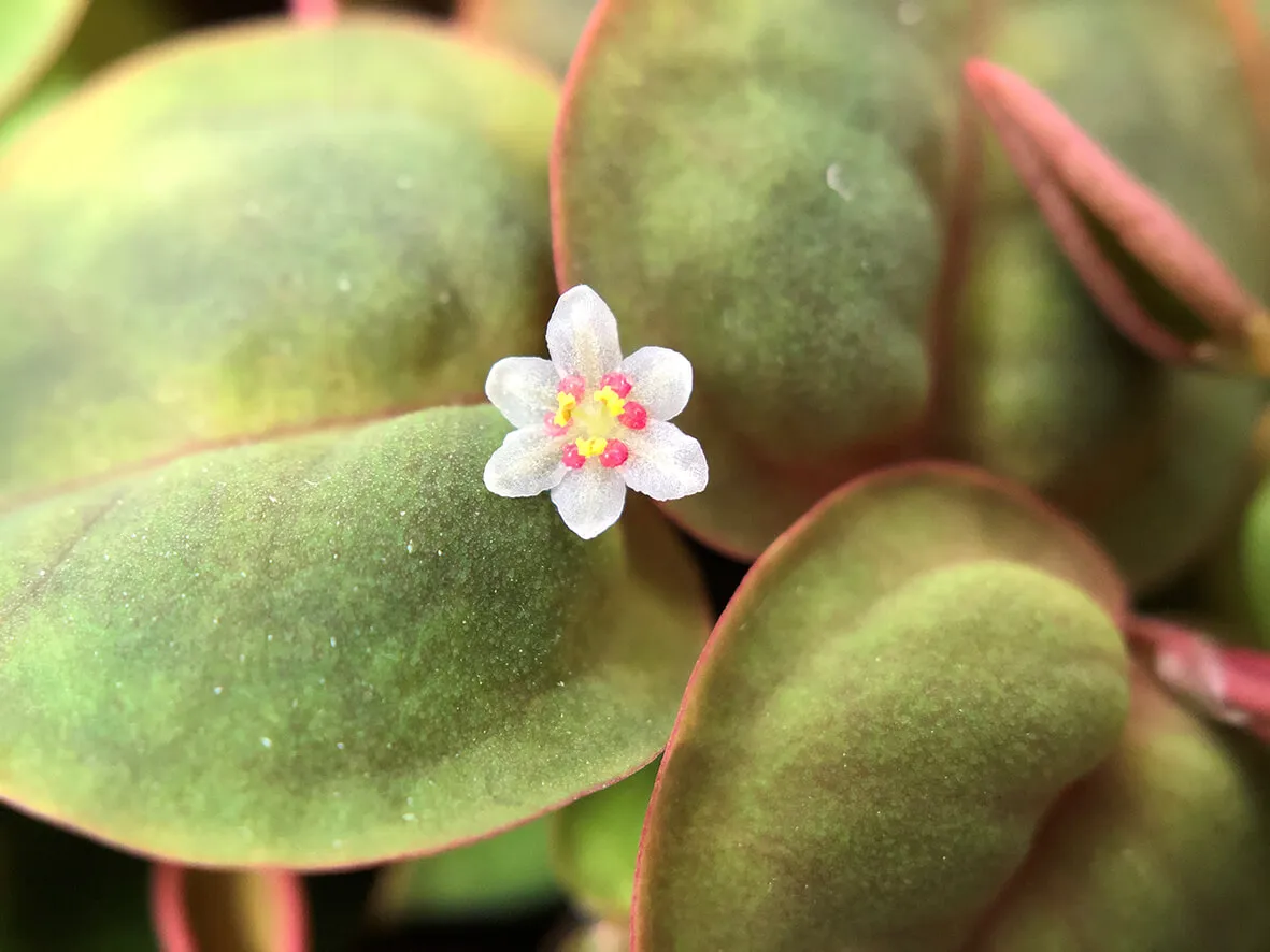 Akvarievalvet Phyllanthus fluitans flytväxt rödaktig