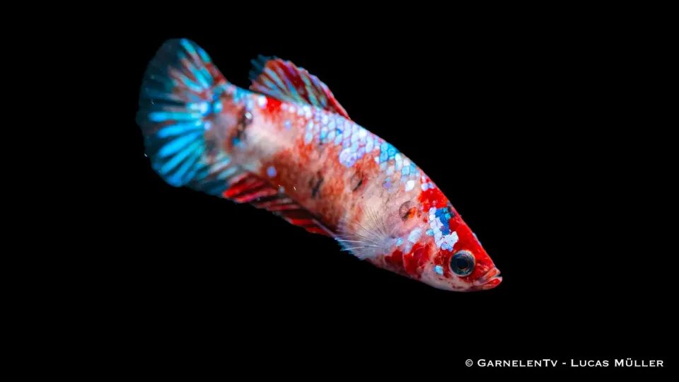 Garnelen TV kampfisk hona koi Betta splendens