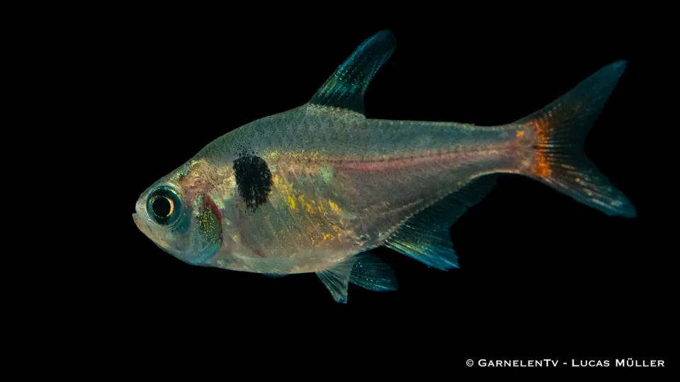 Garnelen TV Gul Hyphessobrycon roseus fantomtetra