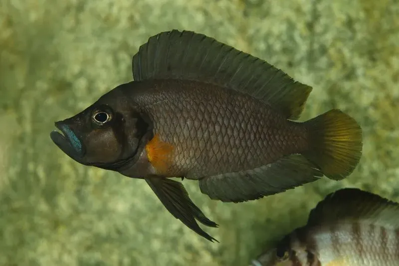 Näsets Ciklidhobby Altolamprologus compressiceps Sumbu 6-7cm
