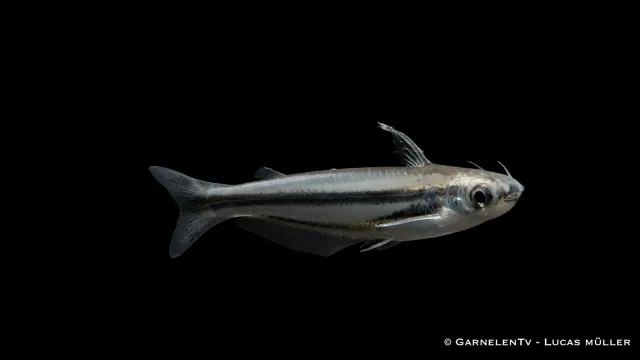Garnelen TV Etropiella debauwi glasmal akvariefisk stim