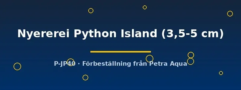 Haplochromis Nyererei ciklid Python Island 3,5–5 cm