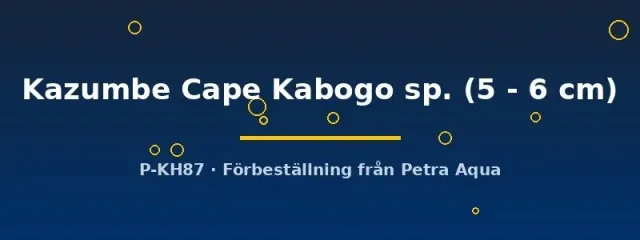 Näsets Ciklidhobby Petrochromis Kazumbe Cape Kabogo ciklid 5–6 cm tanganyika