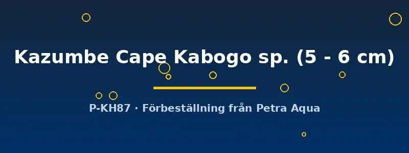 Näsets Ciklidhobby Petrochromis Kazumbe Cape Kabogo ciklid 5–6 cm tanganyika